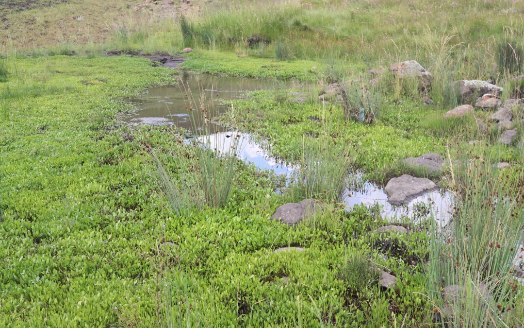ReNOKA marks World Wetlands Day by appreciating the value of wetlands