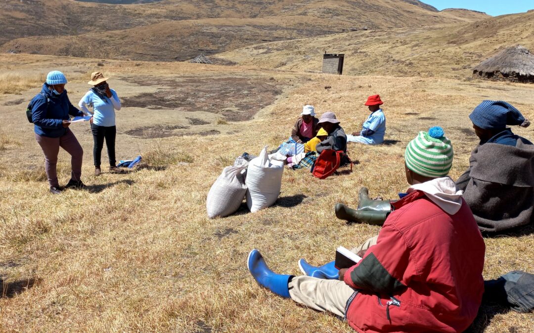 Senqunyane community engages in shrubs removal and fodder farming